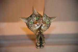 萌萌小猫图片_1