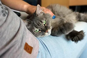宠物猫咪图片_1