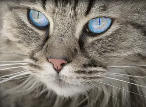 猫眼睛图片_1
