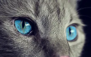 猫眼图片_1