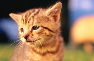 小花猫图片