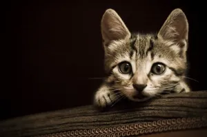 可爱小猫猫图片_1