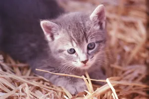 可爱萌猫图片_1
