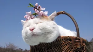 大脸猫叔图片_1