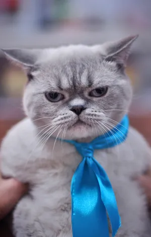 搞笑的猫图片_1