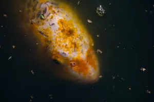 鲤鱼头部特写图片_1