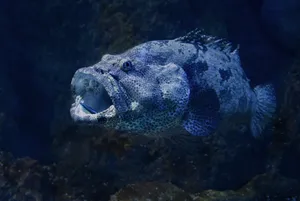 大嘴深海鱼图片_1