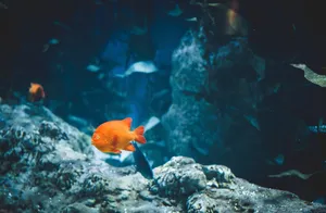 红色深海小鱼图片_1
