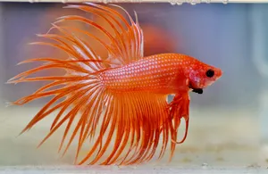 水族馆红色观赏鱼图片