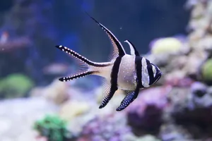 水族馆条纹观赏鱼图片_1
