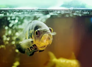 水族馆珍珠龙鱼图片_1
