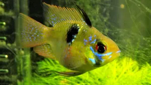 水族馆黄色鱼图片_1