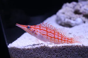 水族馆漂亮观赏鱼图片_1