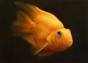 水族馆金鱼高清图片_1