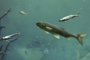 水族馆淡水鱼图片_1
