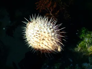 刺鲀鱼图片_1