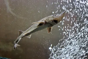 水族馆的鱼图片_1