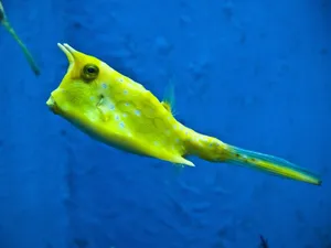 牛角鱼图片_1