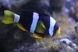 家养小丑鱼图片