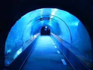 观赏鲨鱼图片_1
