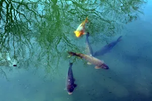 观赏鱼图片_1