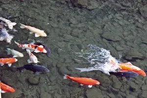 水中锦鲤鱼图片_1