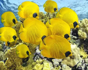 海底黄色鱼群图片_1
