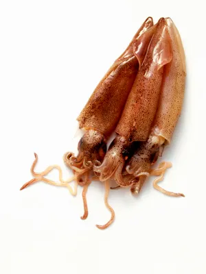 鱿鱼美食素材图片第1张