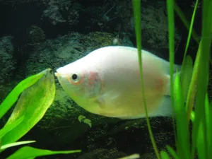 淡水观赏鱼图片第1张