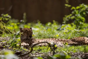 猎豹熟睡图片_1