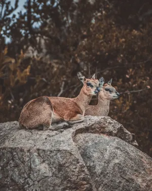 两只马鹿图片