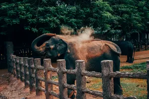 动物园观赏大象图片_1