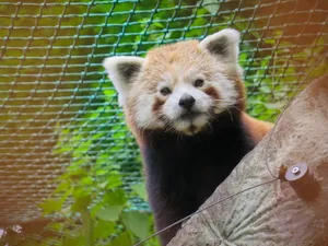 呆萌小浣熊图片_1
