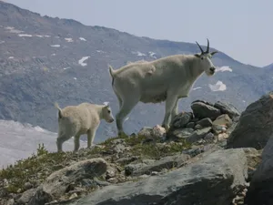 户外高地山羊图片_1