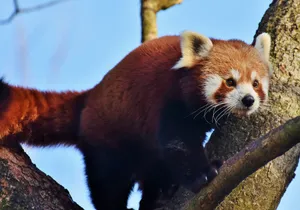 可爱棕色熊猫图片