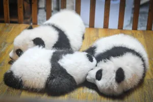 刚出生的小熊猫图片_1