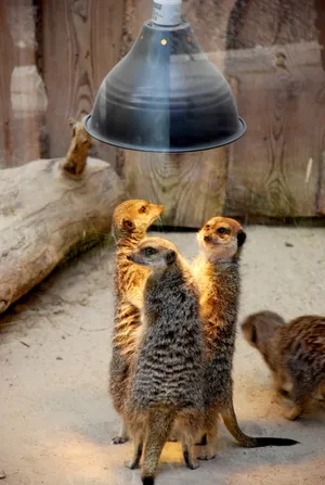 可爱猫鼬图片