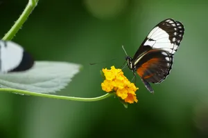 蝴蝶采花蜜图片