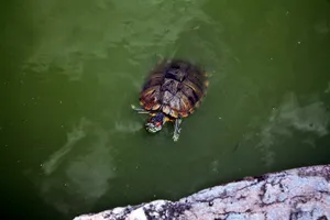 池塘乌龟图片_1