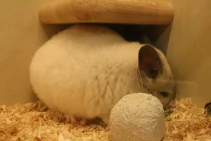 纯白龙猫图片_1