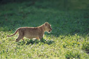 猎豹幼崽高清图片