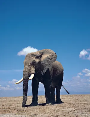 非洲象图片