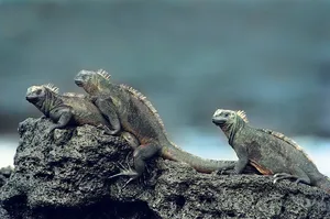高清变色龙图片下载