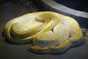 蟒蛇图片_1