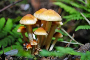 森林地面真菌小蘑菇图片_1