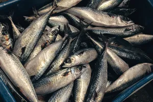 海鲜市场里肉质鲜美的沙丁鱼图片_1