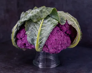 美丽的紫色花椰菜图片_1