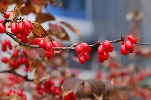 色如玛瑙的茱萸果实图片