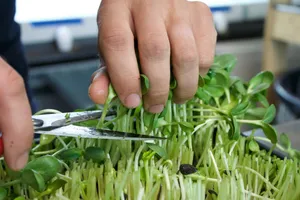 新鲜健康的豆芽图片_1