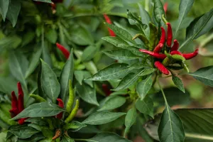 菜园子里的辣椒图片
